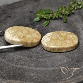 28.20 ct natürliche Mehrfarbig Korallen-Fossil-Edelsteine, Oval, Lichtundurchlässig