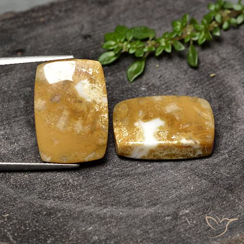 30.80ctw Natürlicher Mehrfarbig Korallen-Fossil, Kissen, Lichtundurchlässig