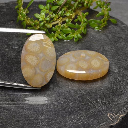 23.14ctw Natürlicher Mehrfarbig Korallen-Fossil, Oval, Lichtdurchlässig