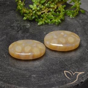 23.14 ct natürliche Mehrfarbig Korallen-Fossil-Edelsteine, Oval, Lichtdurchlässig