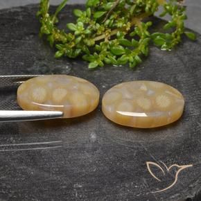 23.14 ct natürliche Mehrfarbig Korallen-Fossil-Edelsteine, Oval, Lichtdurchlässig