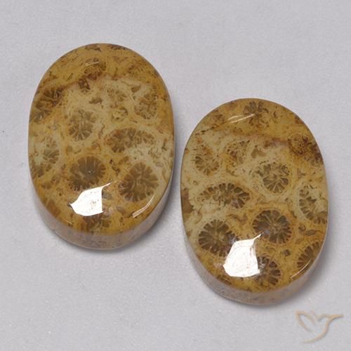 22.57ctw Natürlicher Mehrfarbig Korallen-Fossil, Oval, Lichtundurchlässig