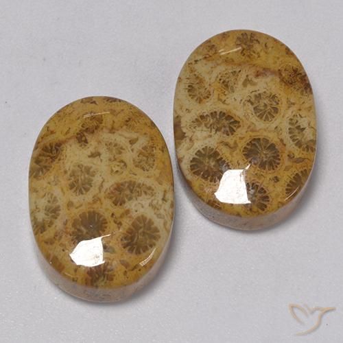 22.57 ct natürliche Mehrfarbig Korallen-Fossil-Edelsteine, Oval, Lichtundurchlässig