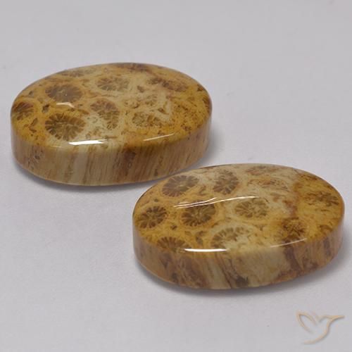 22.57 ct natürliche Mehrfarbig Korallen-Fossil-Edelsteine, Oval, Lichtundurchlässig