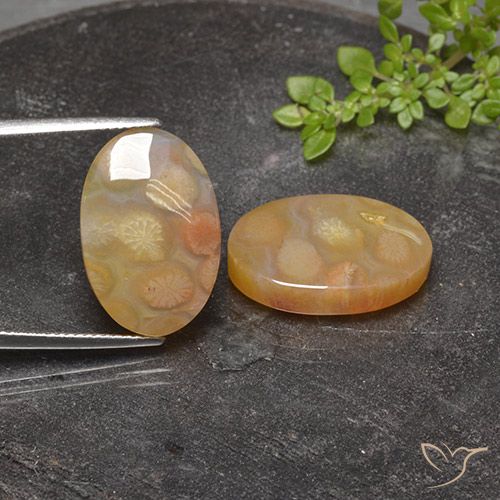 25.17ctw Natürlicher Mehrfarbig Korallen-Fossil, Oval, Lichtdurchlässig