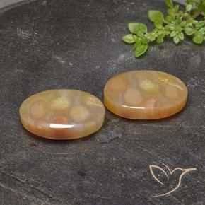 25.17 ct natürliche Mehrfarbig Korallen-Fossil-Edelsteine, Oval, Lichtdurchlässig