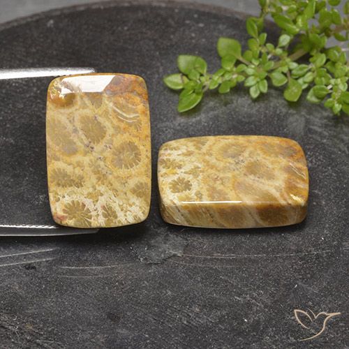 40.81ctw Natürlicher Mehrfarbig Korallen-Fossil, Kissen, Lichtundurchlässig