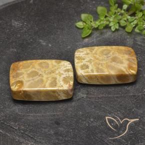 40.81 ct natürliche Mehrfarbig Korallen-Fossil-Edelsteine, Kissen, Lichtundurchlässig