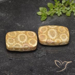 23.94 ct natürliche Mehrfarbig Korallen-Fossil-Edelsteine, Kissen, Lichtundurchlässig