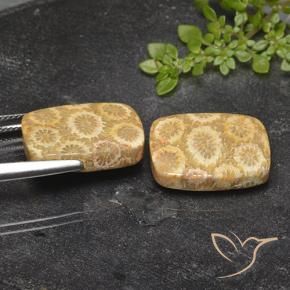 23.94 ct natürliche Mehrfarbig Korallen-Fossil-Edelsteine, Kissen, Lichtundurchlässig