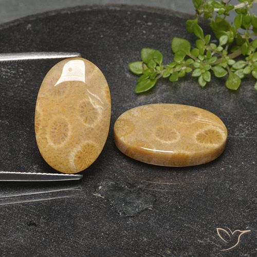 22.26ctw Natürlicher Mehrfarbig Korallen-Fossil, Oval, Lichtundurchlässig