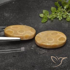22.26 ct natürliche Mehrfarbig Korallen-Fossil-Edelsteine, Oval, Lichtundurchlässig