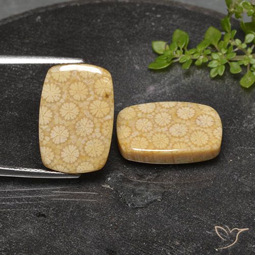 22.32ctw Natürlicher Mehrfarbig Korallen-Fossil, Kissen, Lichtundurchlässig