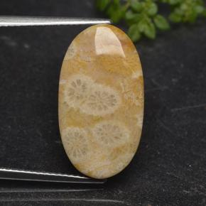 9,17 ctw natürlicher Mehrfarbig Korallen-Fossil, Oval Schliff, Lichtundurchlässig