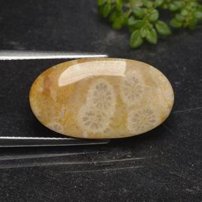 9,17 ctw natürlicher Mehrfarbig Korallen-Fossil, Oval Schliff, Lichtundurchlässig