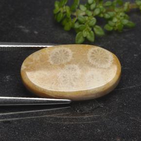 9,17 ctw natürlicher Mehrfarbig Korallen-Fossil, Oval Schliff, Lichtundurchlässig