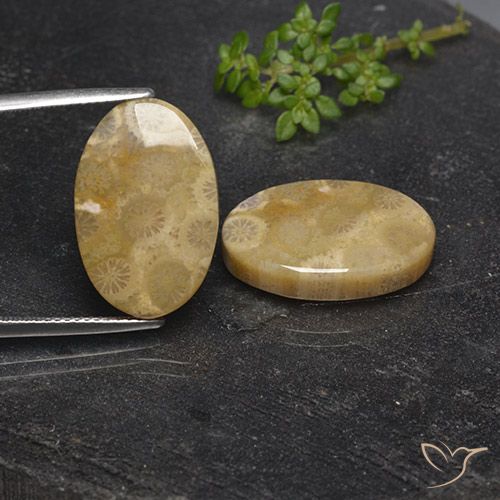 21.72ctw Natürlicher Mehrfarbig Korallen-Fossil, Oval, Lichtundurchlässig