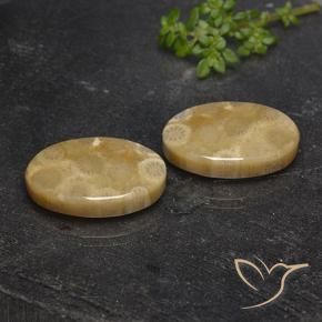 21.72 ct natürliche Mehrfarbig Korallen-Fossil-Edelsteine, Oval, Lichtundurchlässig