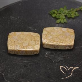 28.56 ct natürliche Mehrfarbig Korallen-Fossil-Edelsteine, Kissen, Lichtundurchlässig