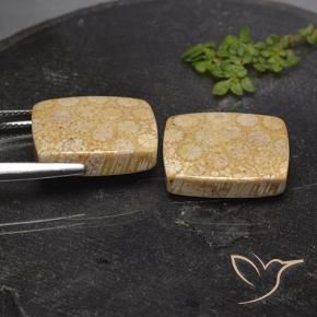 28.56 ct natürliche Mehrfarbig Korallen-Fossil-Edelsteine, Kissen, Lichtundurchlässig
