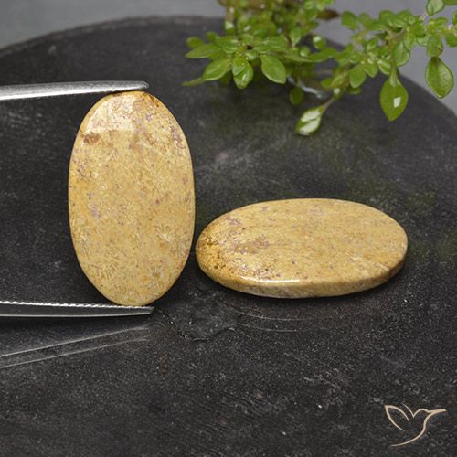 18.28ctw Natürlicher Mehrfarbig Korallen-Fossil, Oval, Lichtundurchlässig