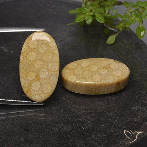 31.03ctw Natürlicher Mehrfarbig Korallen-Fossil, Oval, Lichtundurchlässig