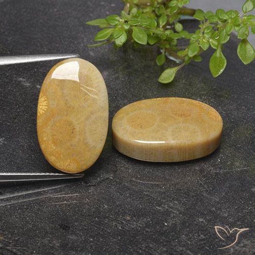 27.54ctw Natürlicher Mehrfarbig Korallen-Fossil, Oval, Lichtundurchlässig