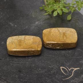 32.26 ct natürliche Mehrfarbig Korallen-Fossil-Edelsteine, Kissen, Lichtundurchlässig