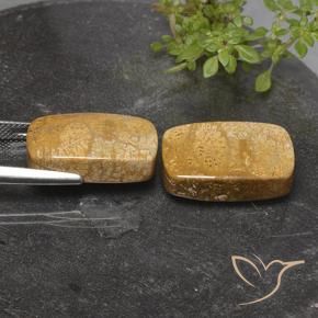 32.26 ct natürliche Mehrfarbig Korallen-Fossil-Edelsteine, Kissen, Lichtundurchlässig