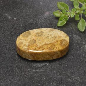 9,17 ctw natürlicher Mehrfarbig Korallen-Fossil, Oval Schliff, Lichtundurchlässig