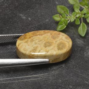 9,17 ctw natürlicher Mehrfarbig Korallen-Fossil, Oval Schliff, Lichtundurchlässig