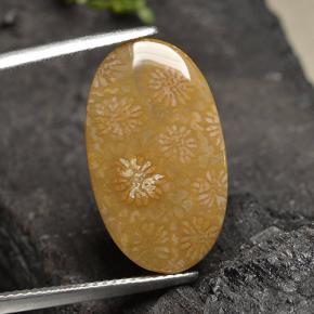 9,17 ctw natürlicher Mehrfarbig Korallen-Fossil, Oval Schliff, Lichtundurchlässig