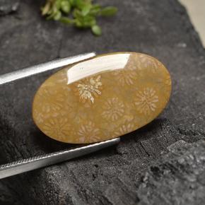 9,17 ctw natürlicher Mehrfarbig Korallen-Fossil, Oval Schliff, Lichtundurchlässig