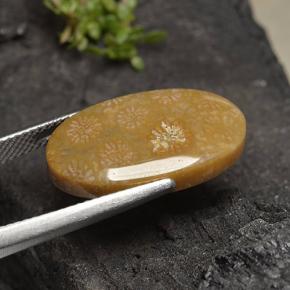 9,17 ctw natürlicher Mehrfarbig Korallen-Fossil, Oval Schliff, Lichtundurchlässig