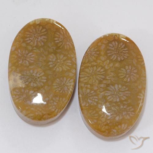 28.62ctw Natürlicher Mehrfarbig Korallen-Fossil, Oval, Lichtundurchlässig