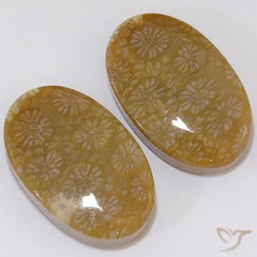 28.62 ct natürliche Mehrfarbig Korallen-Fossil-Edelsteine, Oval, Lichtundurchlässig