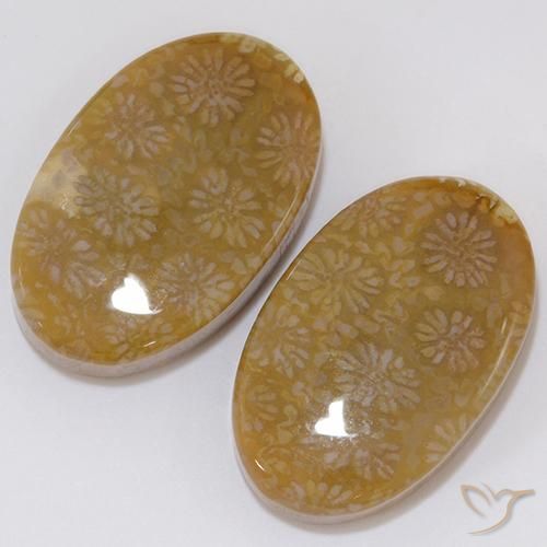28.62 ct natürliche Mehrfarbig Korallen-Fossil-Edelsteine, Oval, Lichtundurchlässig