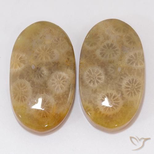 21.91ctw Natürlicher Mehrfarbig Korallen-Fossil, Oval, Lichtundurchlässig