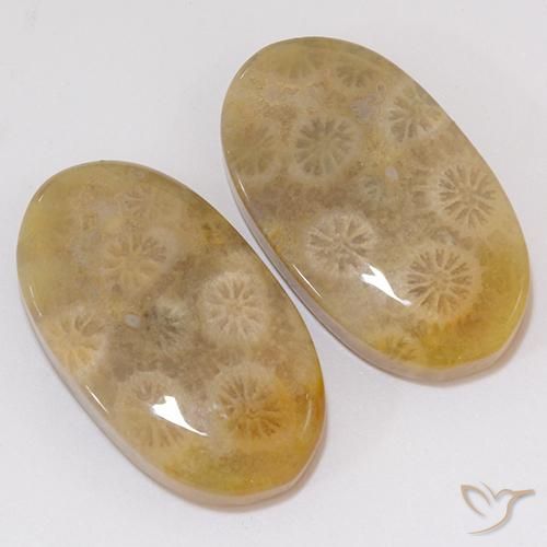 21.91 ct natürliche Mehrfarbig Korallen-Fossil-Edelsteine, Oval, Lichtundurchlässig