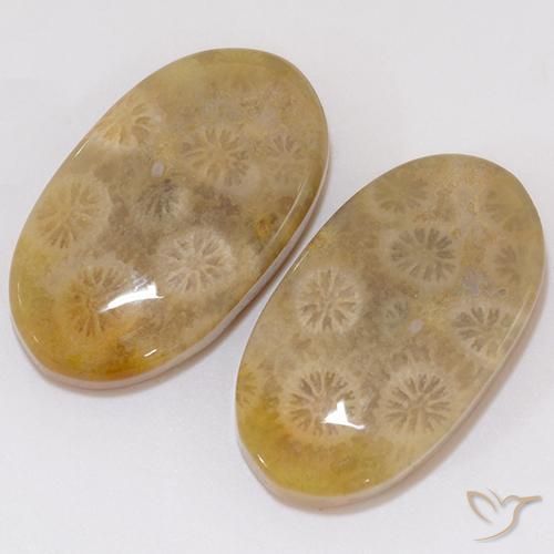 21.91 ct natürliche Mehrfarbig Korallen-Fossil-Edelsteine, Oval, Lichtundurchlässig