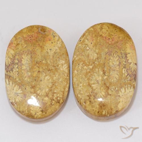 27.27ctw Natürlicher Mehrfarbig Korallen-Fossil, Oval, Lichtundurchlässig