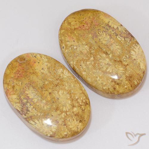 27.27 ct natürliche Mehrfarbig Korallen-Fossil-Edelsteine, Oval, Lichtundurchlässig