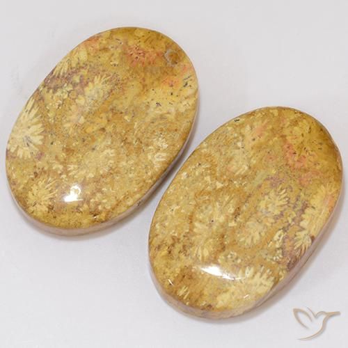 27.27 ct natürliche Mehrfarbig Korallen-Fossil-Edelsteine, Oval, Lichtundurchlässig