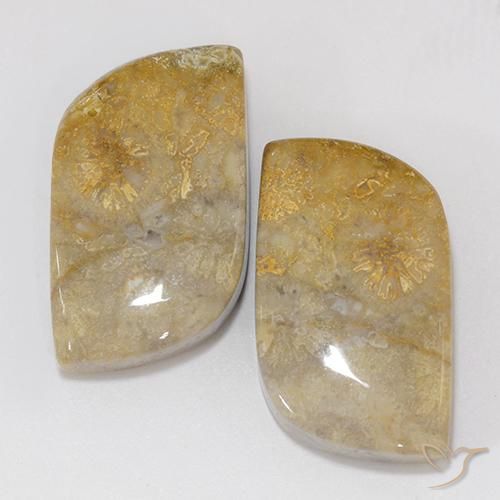 18.02ctw Natürlicher Mehrfarbig Korallen-Fossil, Fantasie, Lichtundurchlässig