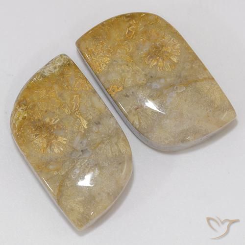 18.02 ct natürliche Mehrfarbig Korallen-Fossil-Edelsteine, Fantasie, Lichtundurchlässig