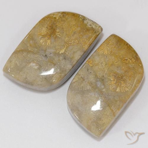 18.02 ct natürliche Mehrfarbig Korallen-Fossil-Edelsteine, Fantasie, Lichtundurchlässig