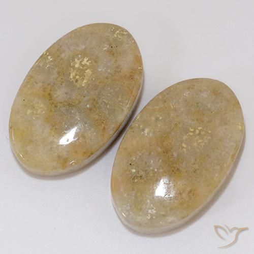 27.02 ct natürliche Mehrfarbig Korallen-Fossil-Edelsteine, Oval, Lichtundurchlässig
