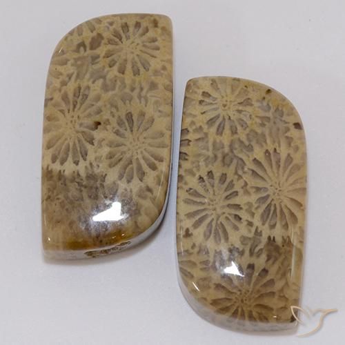 19,43 ct natürliche mehrfarbiger Fossile Koralle-Edelsteine, Fantasieschliff, Lichtundurchlässig