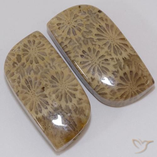 19,43 ct natürliche mehrfarbiger Fossile Koralle-Edelsteine, Fantasieschliff, Lichtundurchlässig