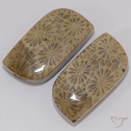 19,43 ct natürliche mehrfarbiger Fossile Koralle-Edelsteine, Fantasieschliff, Lichtundurchlässig